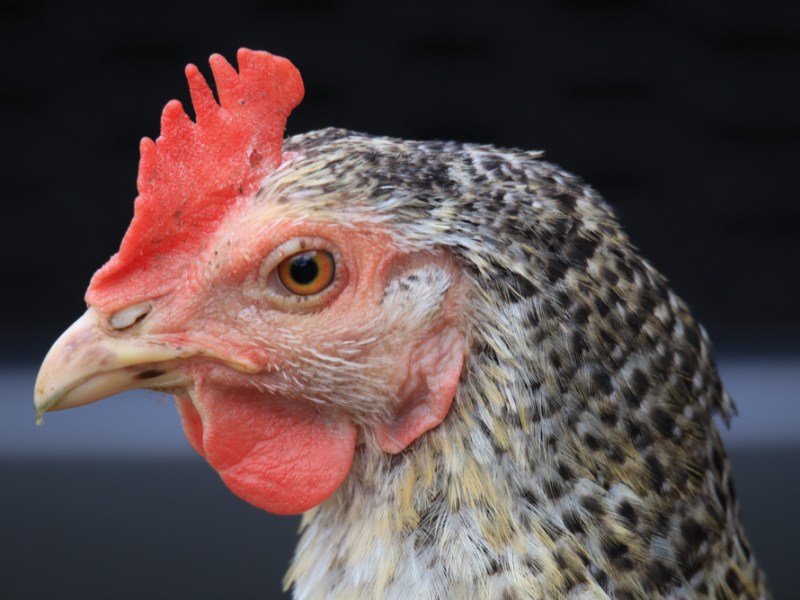 Das Leben auf dem&nbsp;Hof