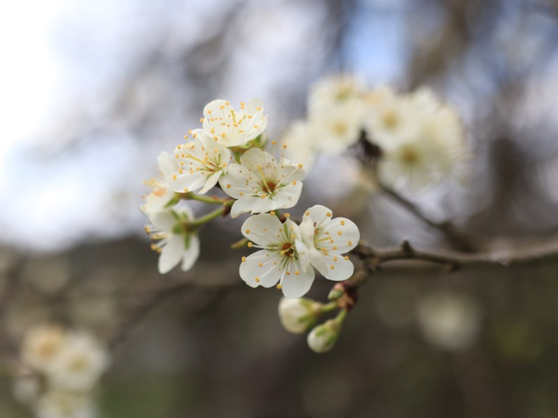 Hahn und Henne Runde&nbsp;[Schwarzwald]