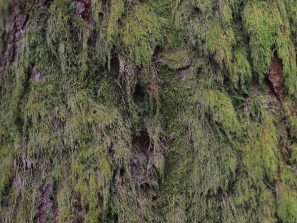 Hochblauen [Schwarzwald]