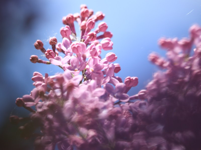 Fliederlila & Kirschblütenweiß