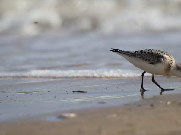 Utah Beach [Frankreich]